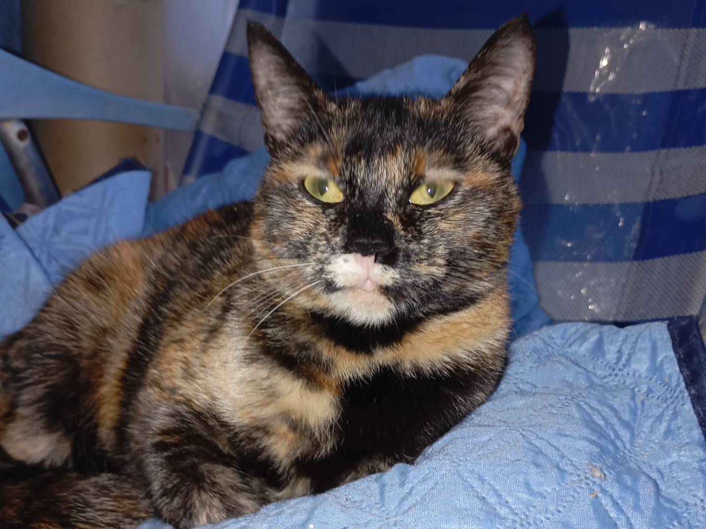 Adotta un gatto, femmina, 11 mesi, Latina