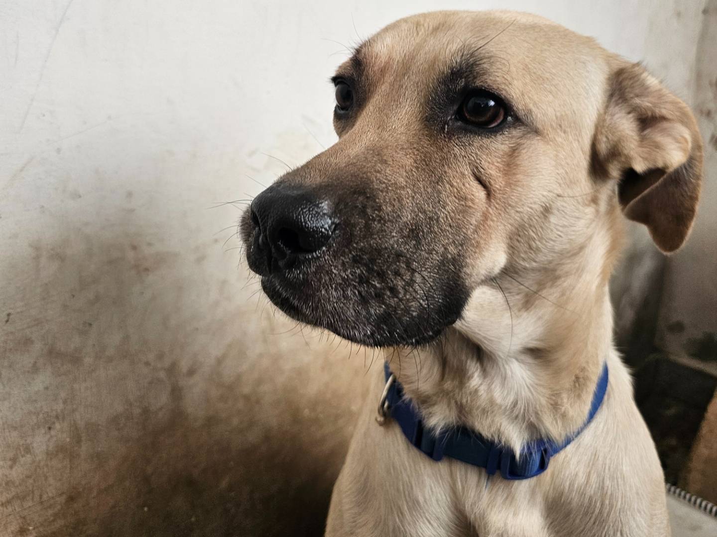 Foto dell'animale