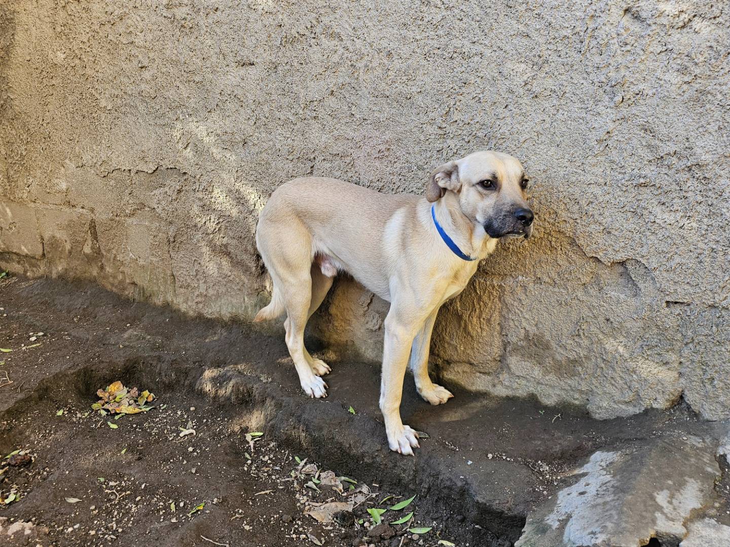 Adotta un cane, maschio, 2 anni  e 10 mesi , Avellino