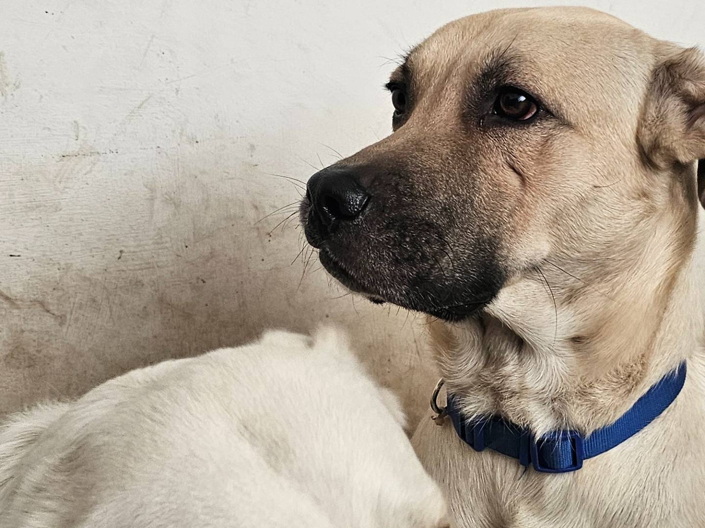 Vuoi adottare un cane a Avellino?