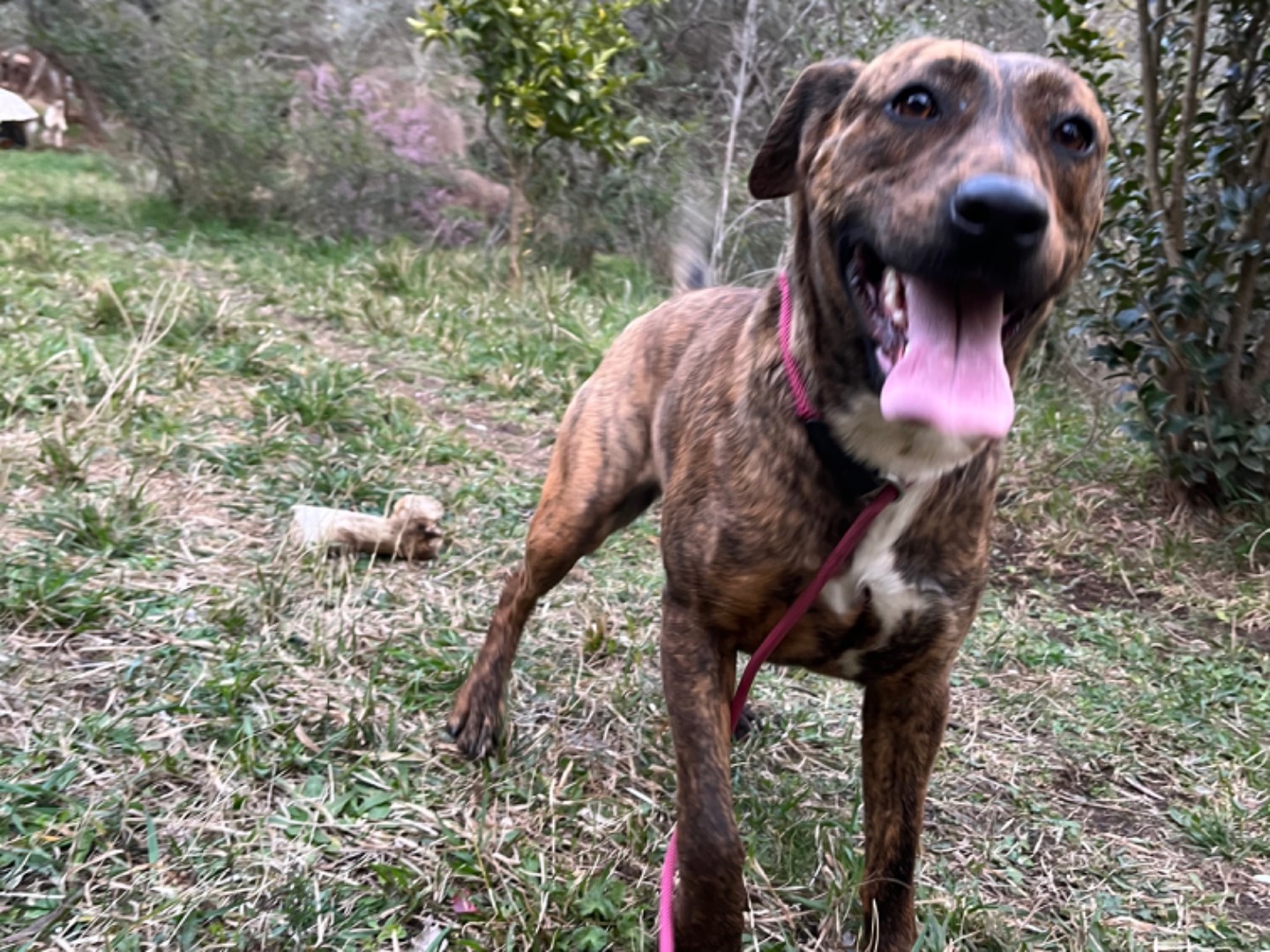 Adotta un cane, femmina, 1 anno e 10 mesi , Caserta