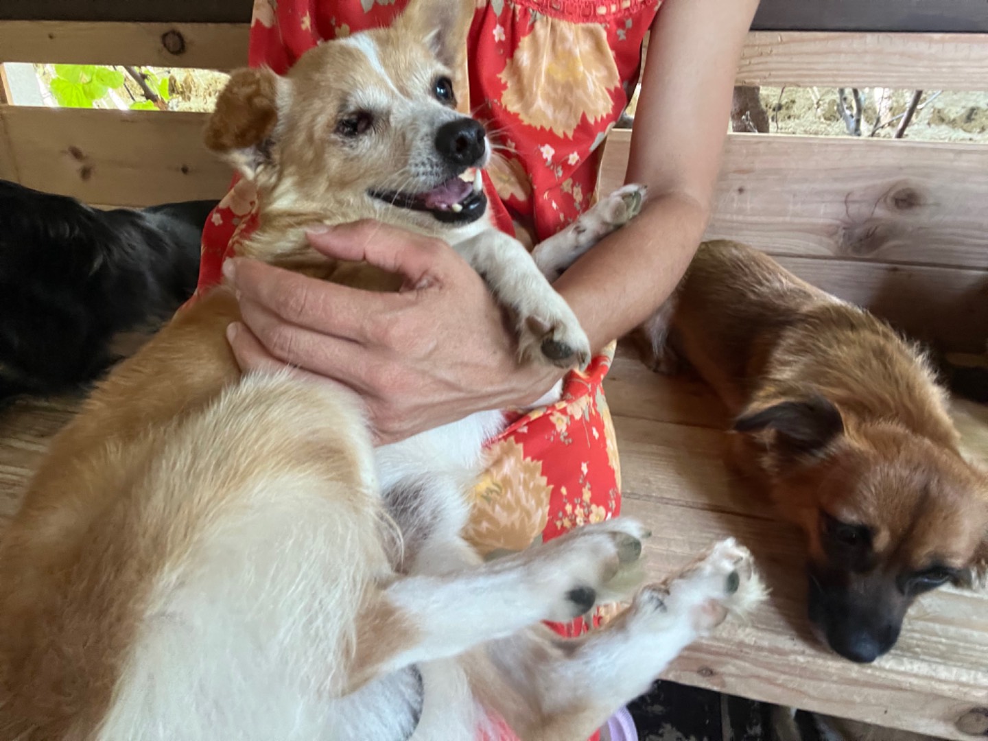 Foto dell'animale