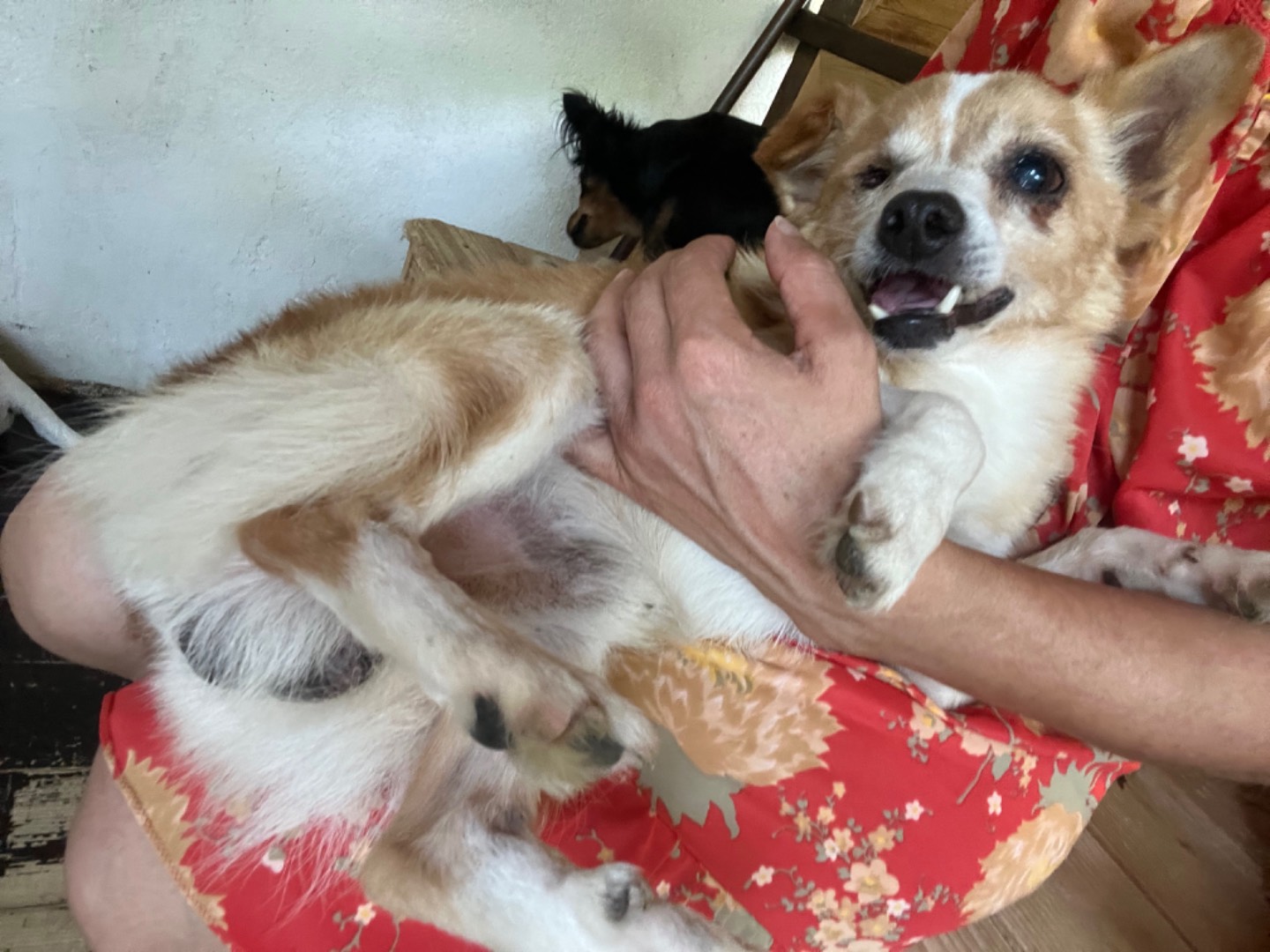 Adotta un cane, taglia piccola, maschio, Caserta