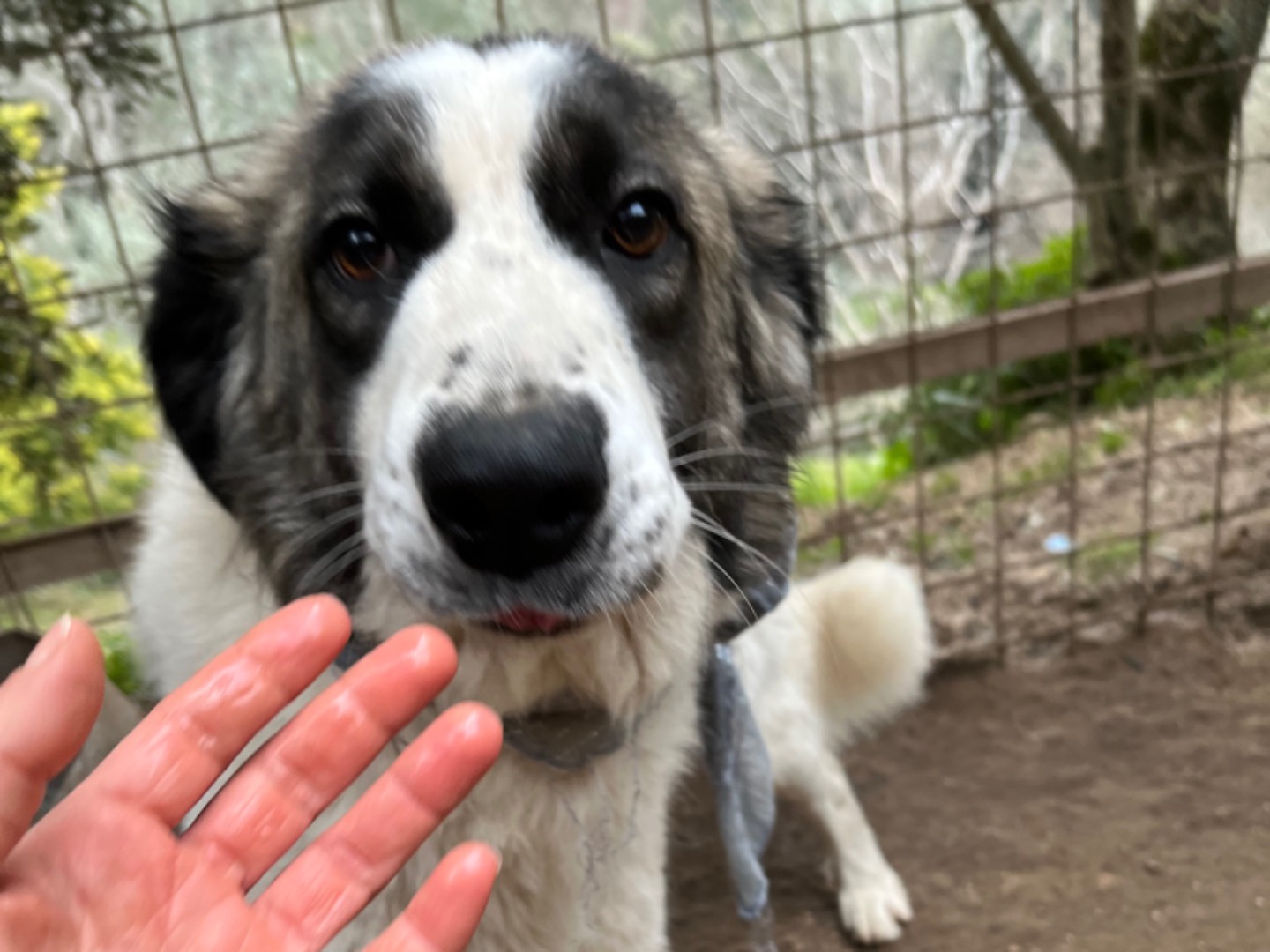 Adotta un cane, maschio, 2 anni  e 9 mesi , Caserta