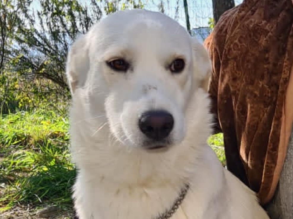 Adotta un cane, taglia media, femmina, Catanzaro