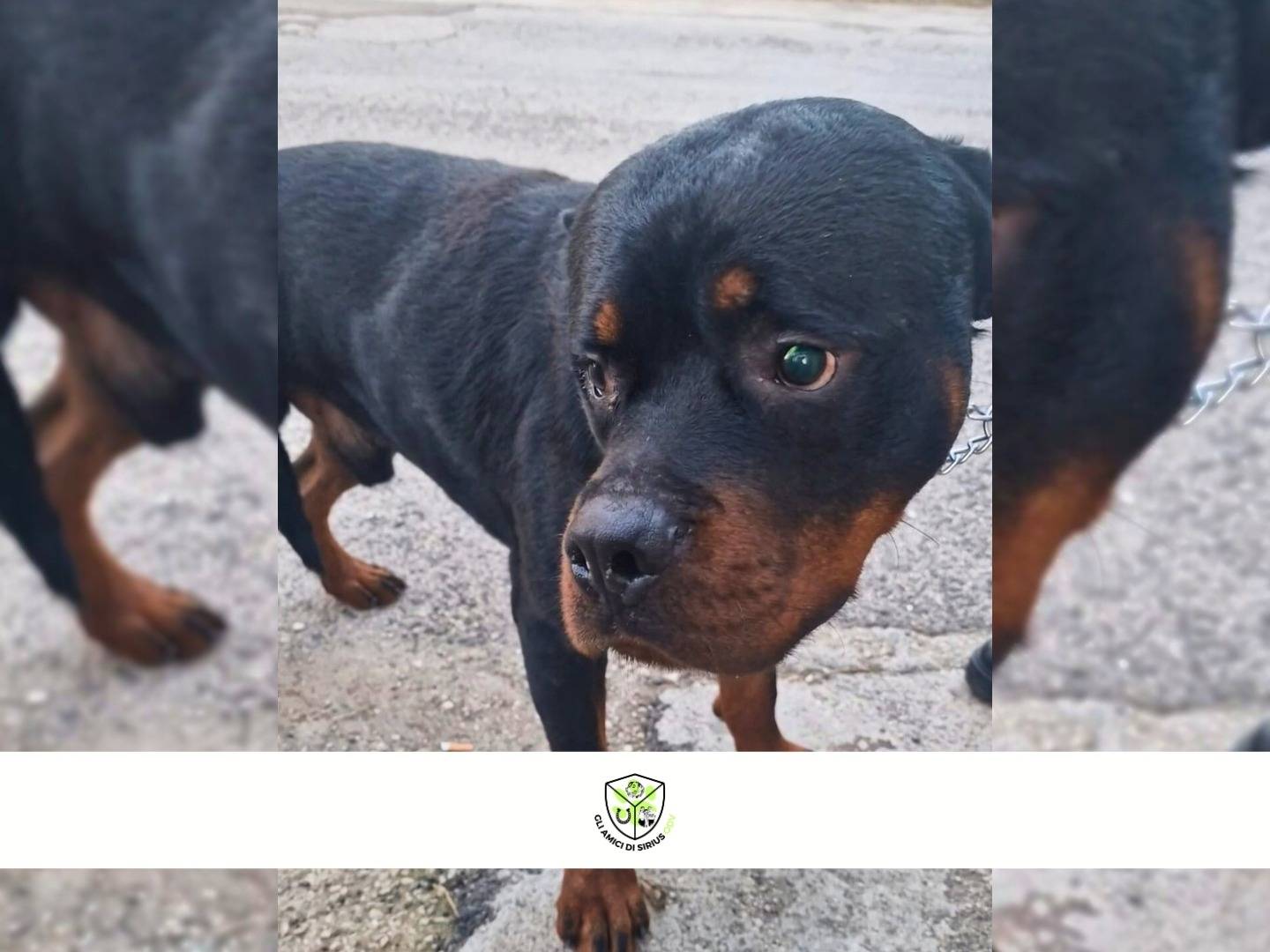 Adozione cane, maschio, Rottweiler Razza sconosciuta, 3 anni e 1 mese, taglia gigante, Napoli