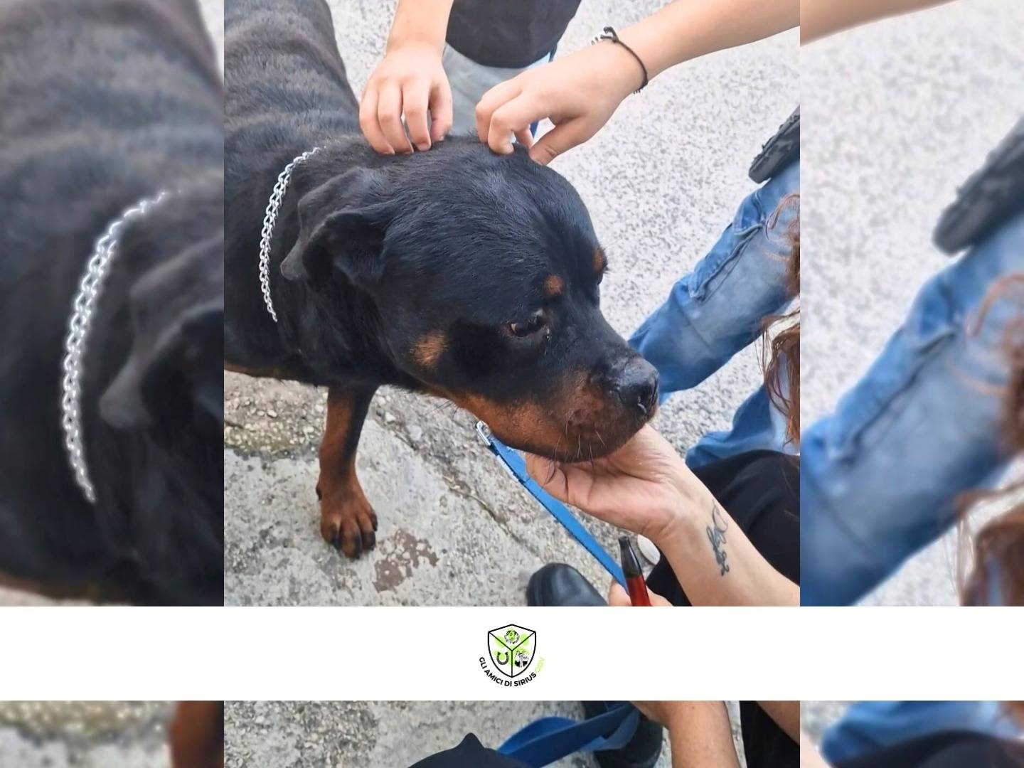 Adotta un cane, maschio, 3 anni e 1 mese, Napoli