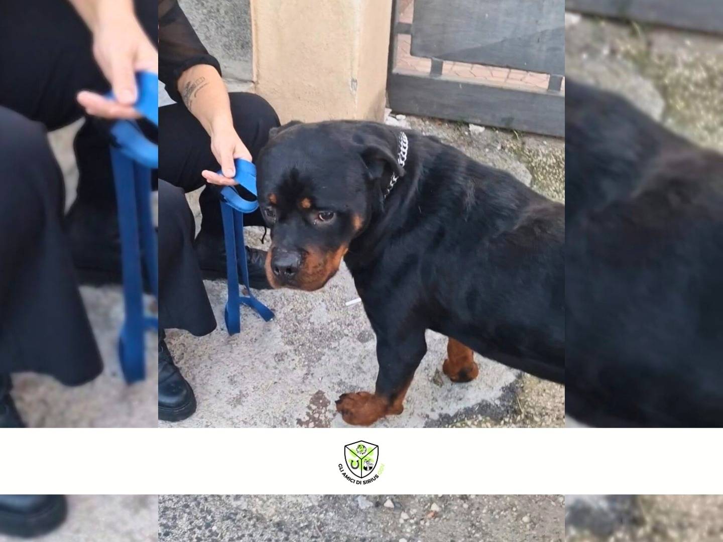 Adotta un cane, taglia gigante, maschio, Napoli