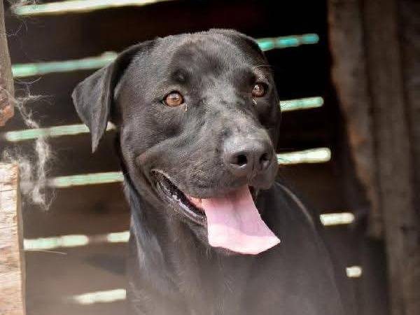 Adotta un cane, maschio, 2 anni e 7 mesi, Crotone