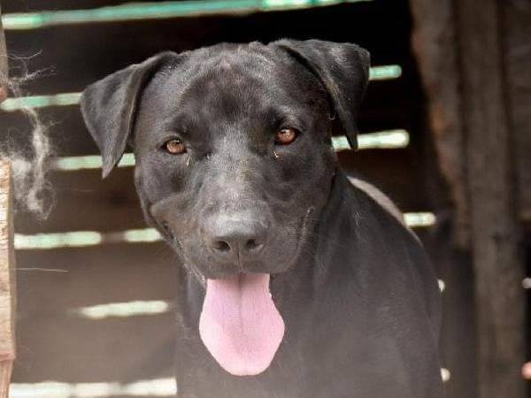 Adotta il cane GORI a Crotone
