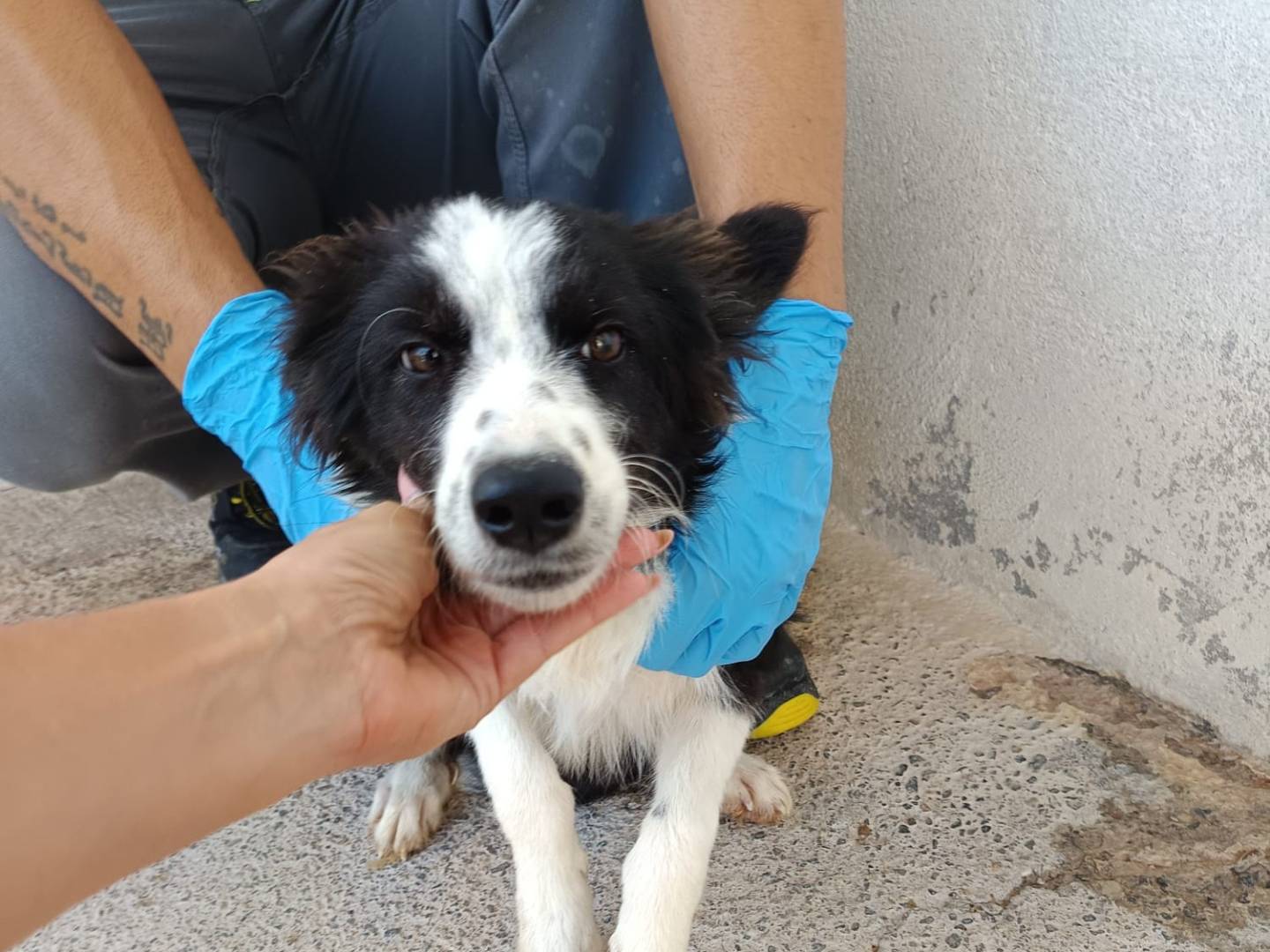 Foto dell'animale