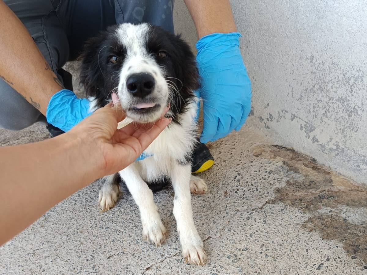 Adotta un cane, femmina, 10 mesi, Crotone