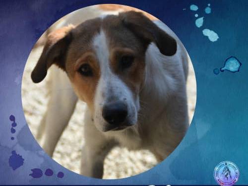 Adozione cane, femmina, Razza sconosciuta Razza sconosciuta, 4 anni e 1 mese, taglia media, Crotone