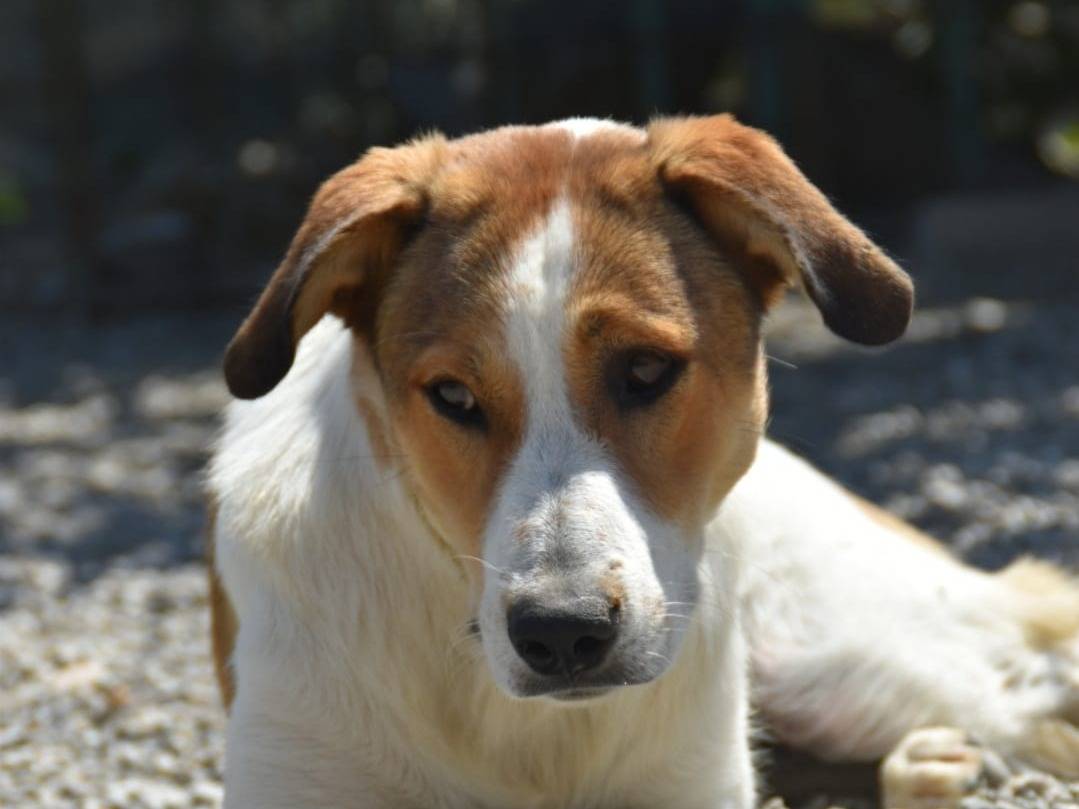 Adotta un cane, femmina, 4 anni e 1 mese, Crotone