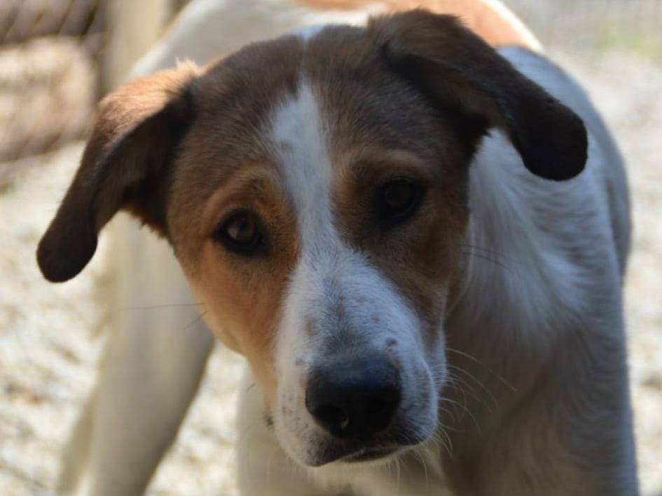 Adotta un cane, taglia media, femmina, Crotone