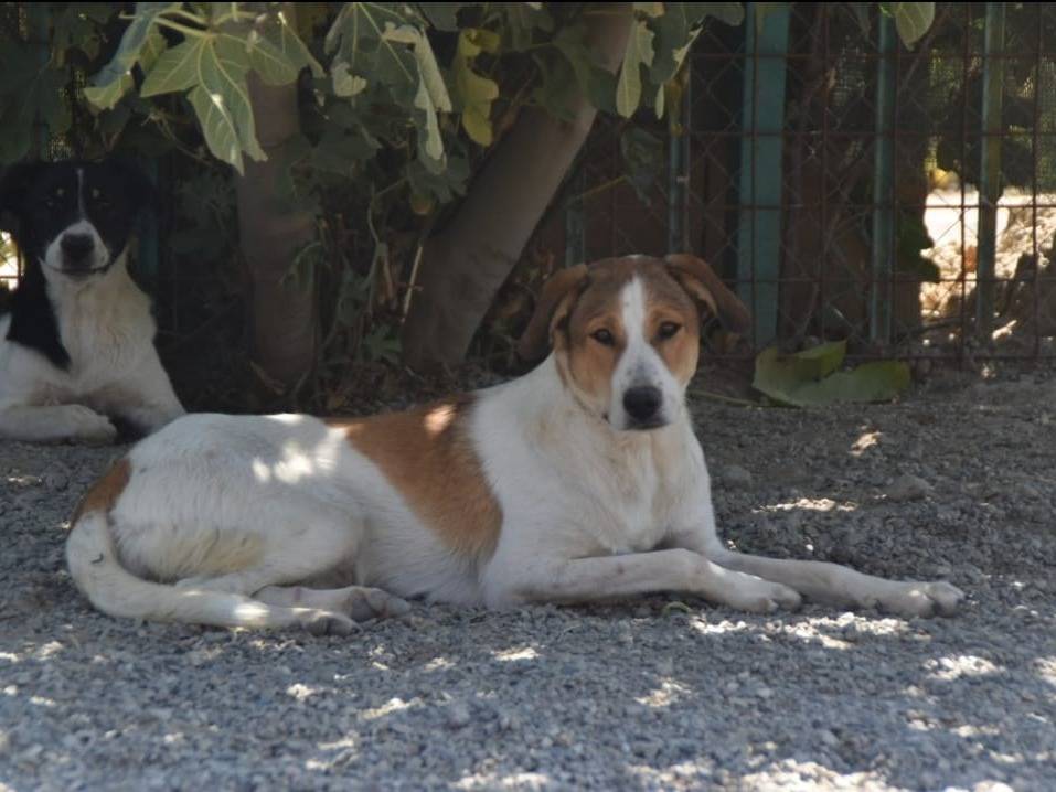 Vuoi adottare un cane a Crotone?