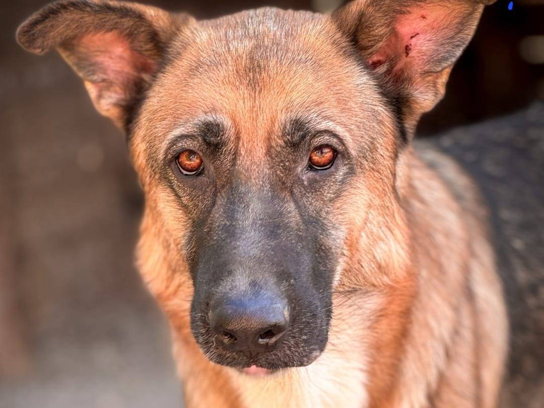 Adozione cane, maschio, Pastore tedesco Razza sconosciuta, 2 anni e 2 mesi, taglia media, Crotone