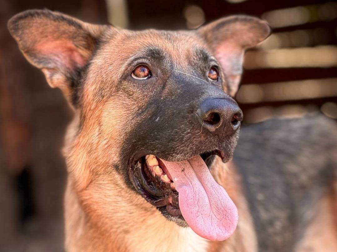 Adotta un cane, maschio, 2 anni e 2 mesi, Crotone