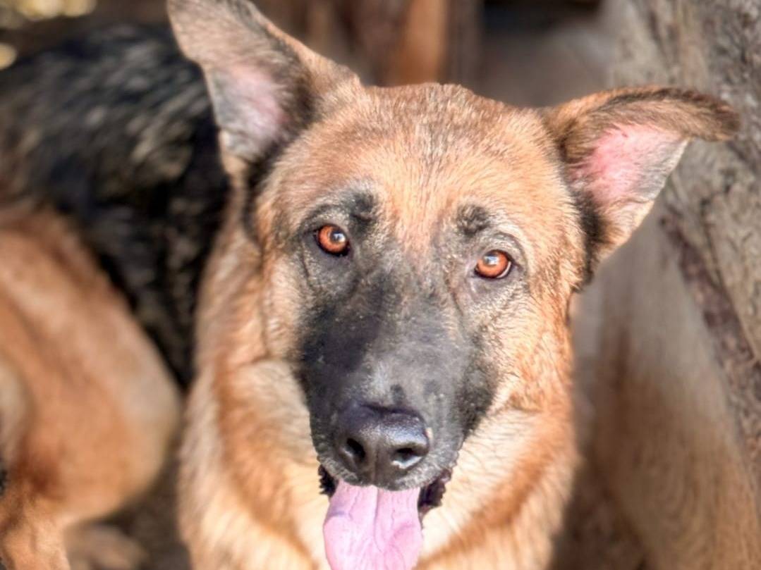 Adotta un cane, taglia media, maschio, Crotone