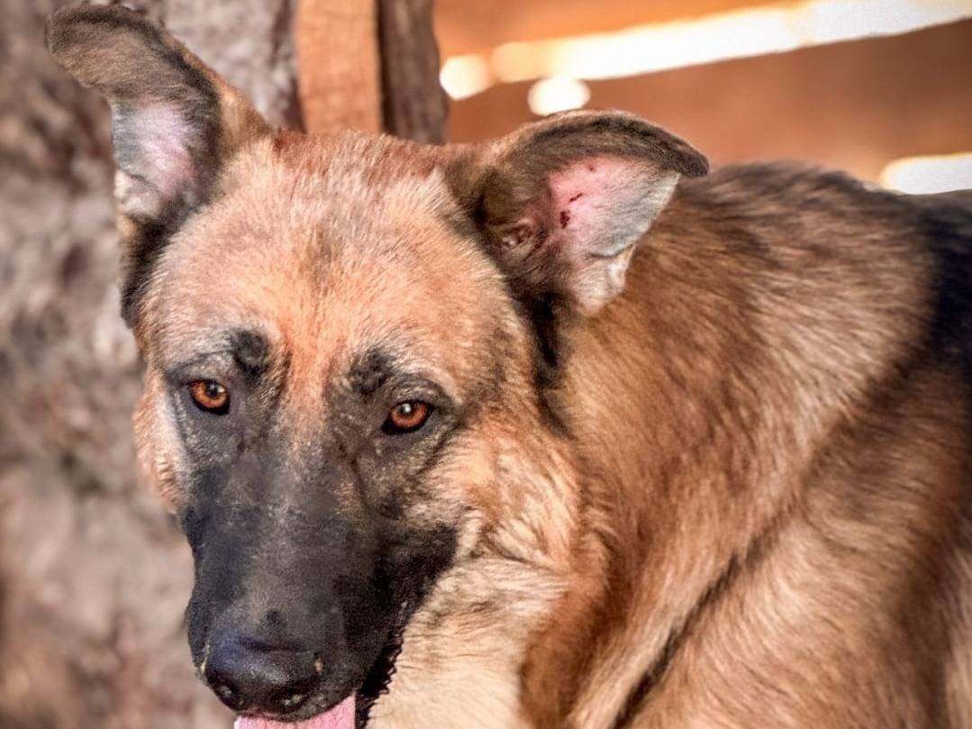 Vuoi adottare un cane a Crotone?