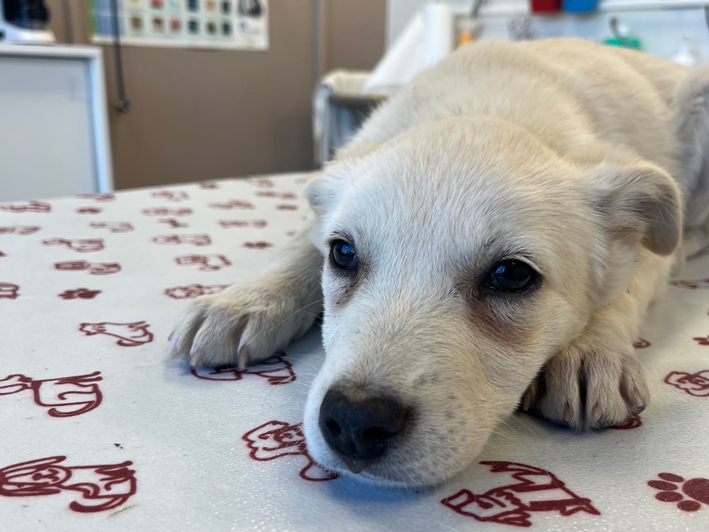 Adotta un cane, femmina, 7 mesi, Avellino