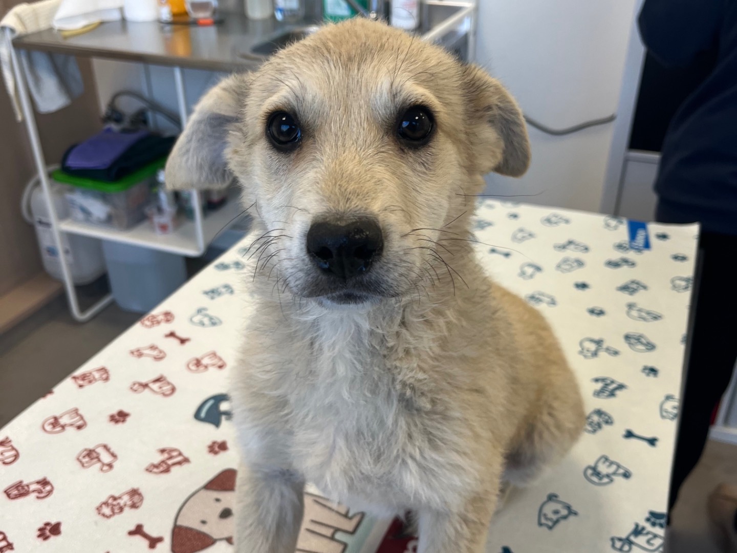 Adotta un cane, maschio, 5 mesi, Avellino