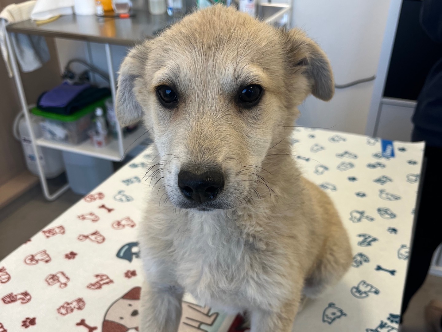 Adotta il cane Brown a Avellino
