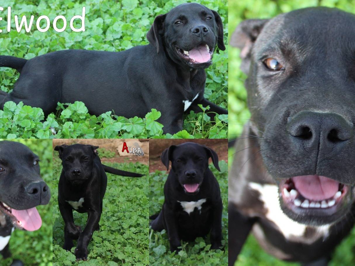 Adozione cane, maschio, Pitbull Razza sconosciuta, 1 anno e 11 mesi, taglia media, Roma