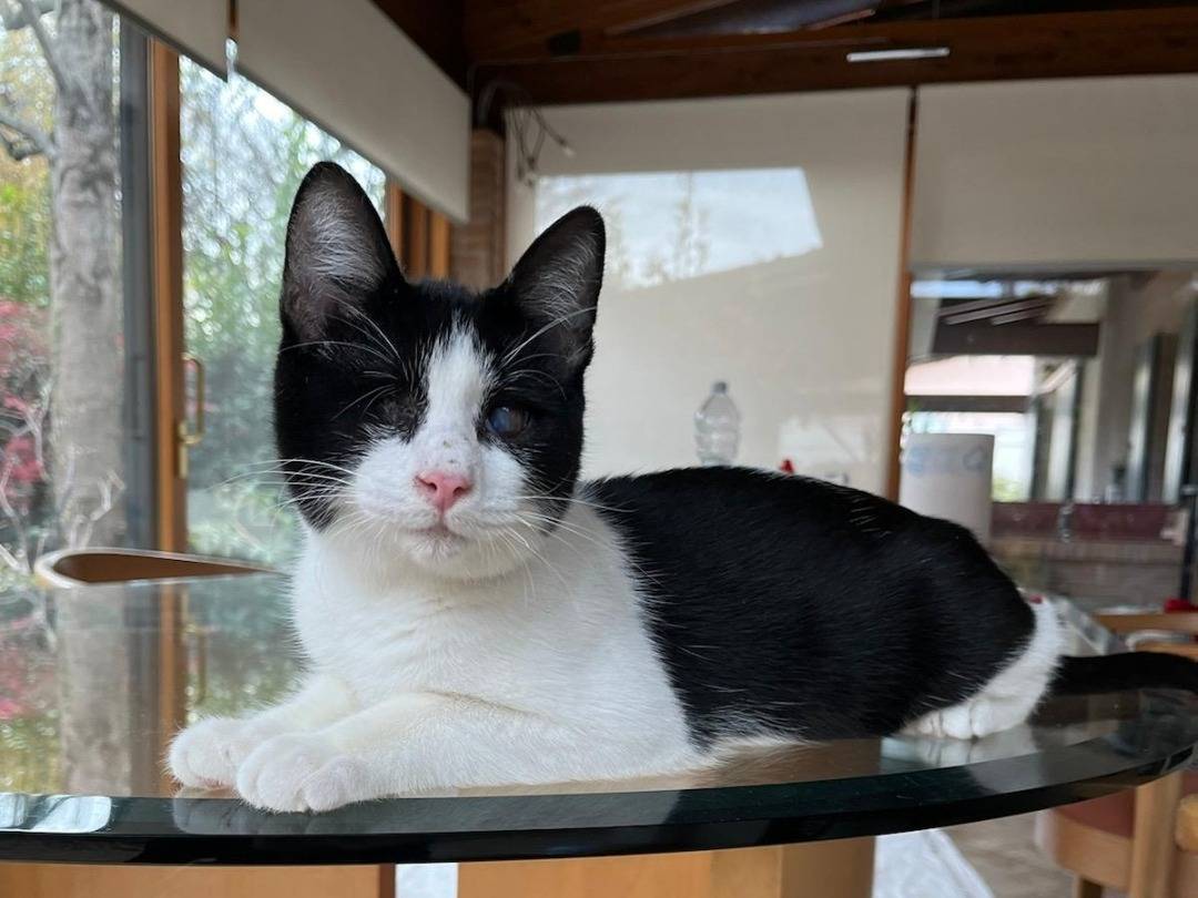 Adozione gatto, maschio, Razza sconosciuta Razza sconosciuta, 1 anno e 2 mesi, taglia non valida, Reggio