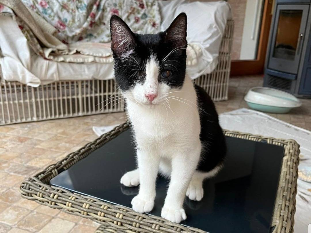 Adotta un gatto, maschio, 1 anno e 2 mesi, Reggio