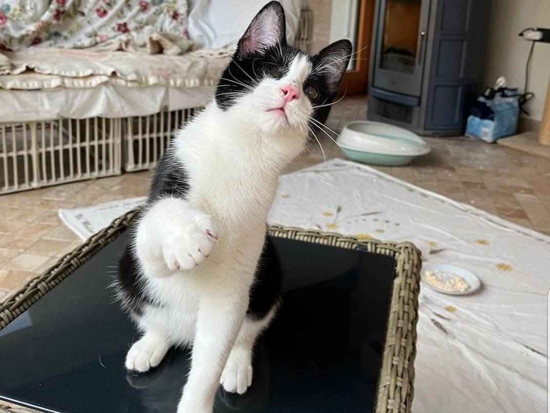 Adotta un gatto, taglia non valida, maschio, Reggio
