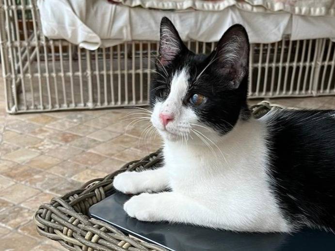 Vuoi adottare un gatto a Reggio?
