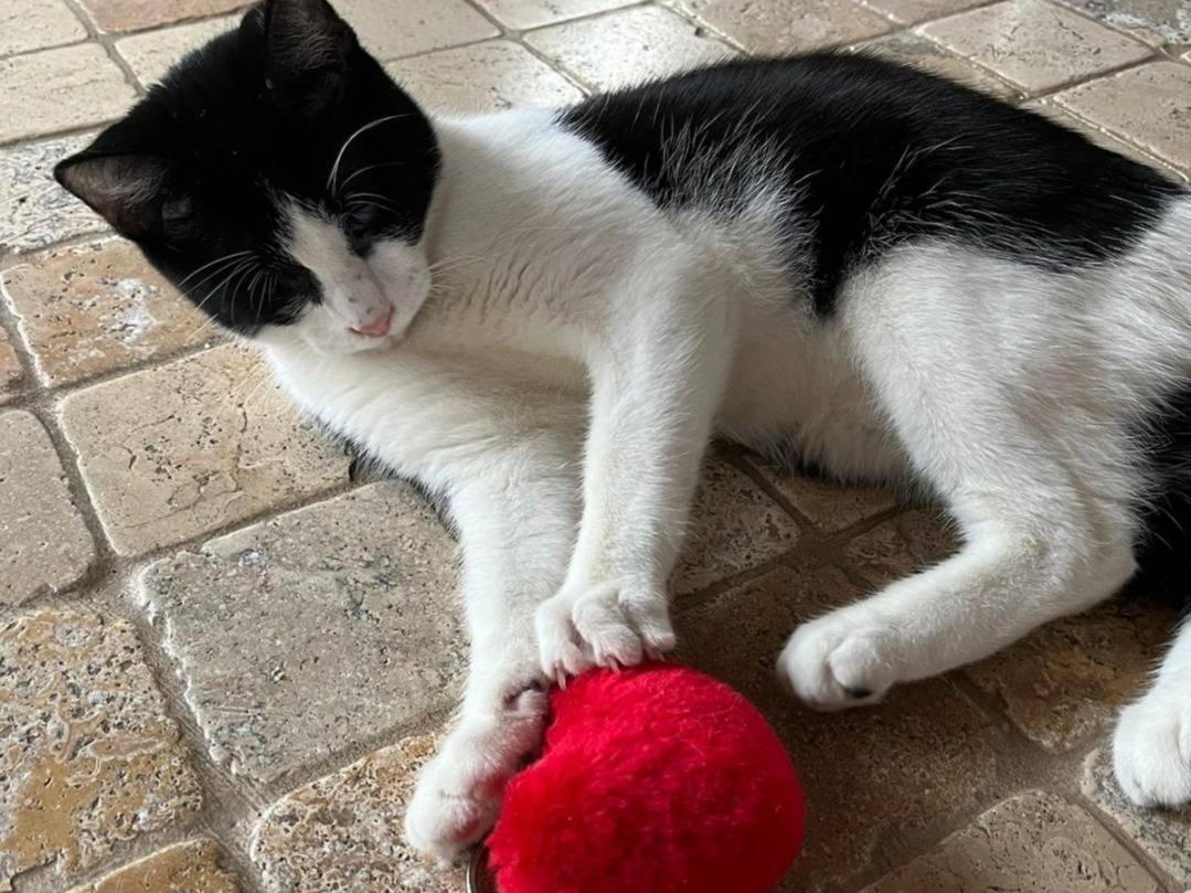 Adotta il gatto Ciak  a Reggio
