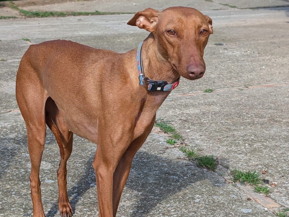 Adozione cane, femmina, Razza sconosciuta Razza sconosciuta, 3 anni e 3 mesi, taglia media contenuta, Benevento