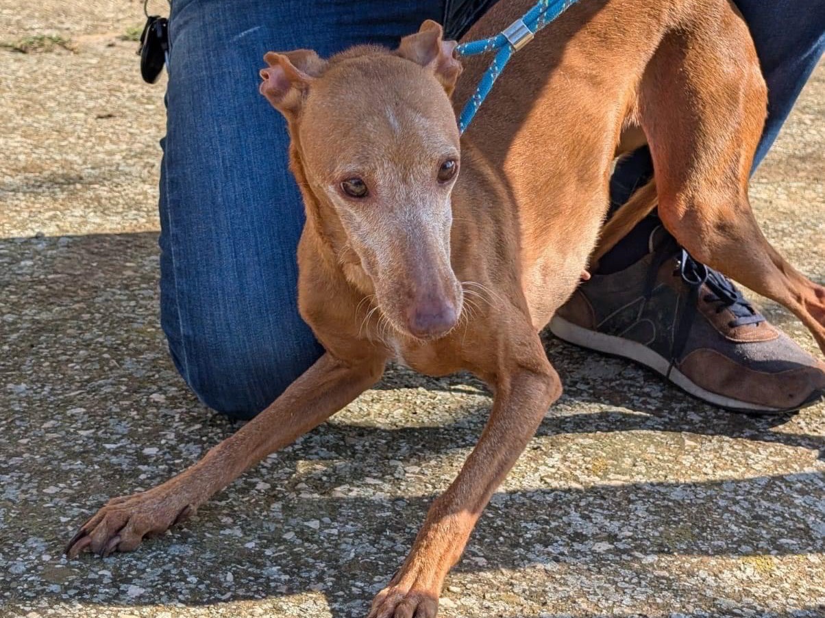 Adozione cane, femmina, Razza sconosciuta Razza sconosciuta, 10 anni e 7 mesi, taglia media contenuta, Benevento