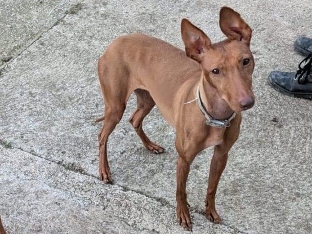 Adozione cane, femmina, Razza sconosciuta Razza sconosciuta, 7 anni e 4 mesi, taglia media contenuta, Benevento