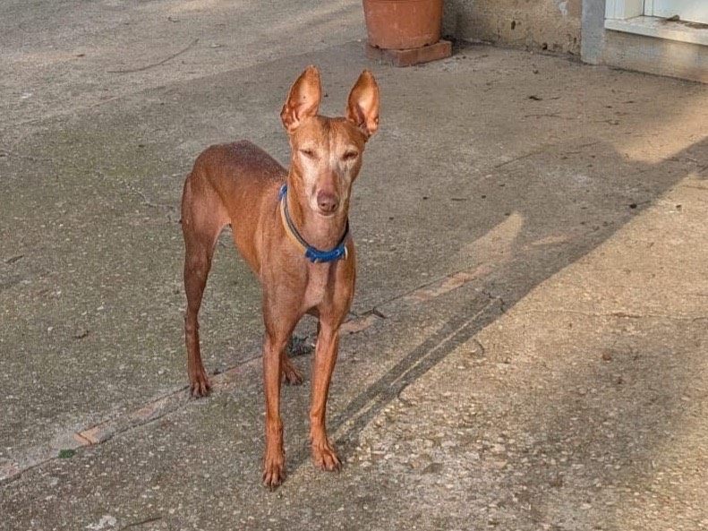 Adozione cane, maschio, Razza sconosciuta Razza sconosciuta, 8 anni e 4 mesi, taglia media contenuta, Benevento