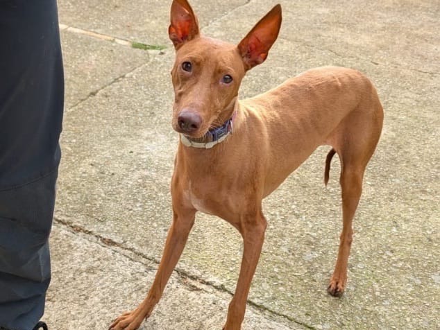 Adozione cane, femmina, Razza sconosciuta Razza sconosciuta, 7 anni e 5 mesi, taglia media contenuta, Benevento