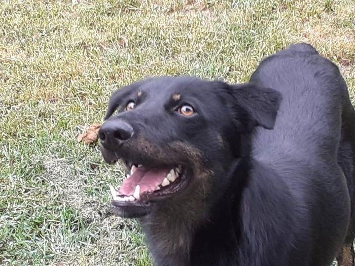 Adotta un cane, maschio, 3 anni  e 9 mesi , Cuneo