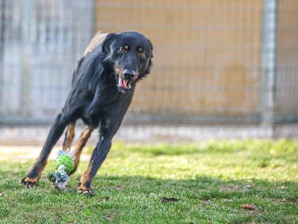 Adotta il cane Milo a Cuneo