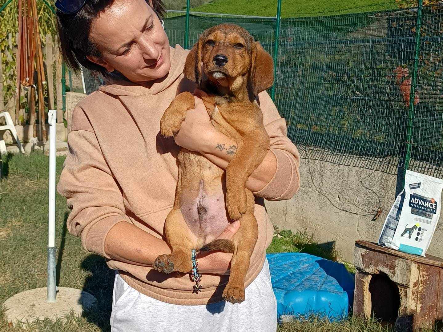 Adozione cane, maschio, Segugio Bassotto, 1 anno e 4 mesi, taglia piccola, Chieti