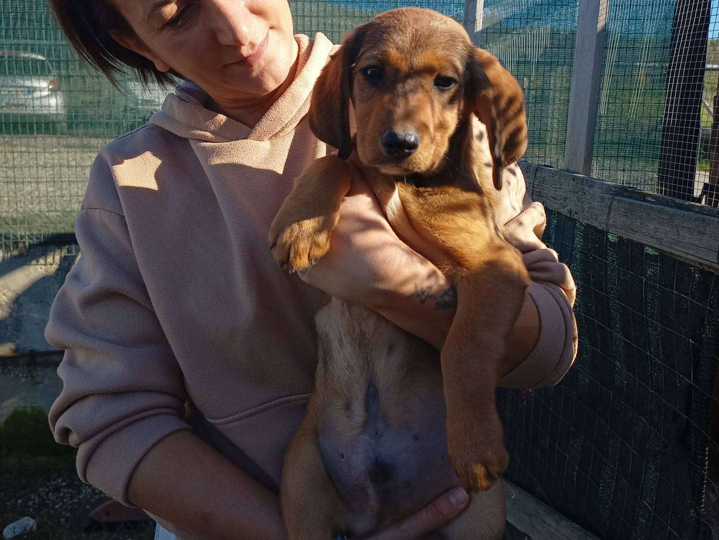 Adotta un cane, maschio, 1 anno e 4 mesi, Chieti