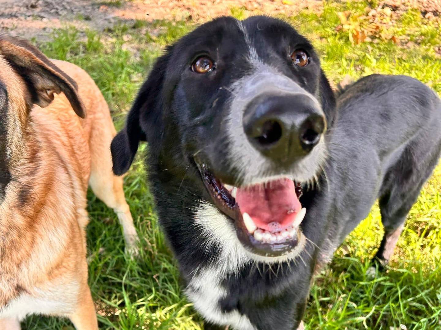 Adotta un cane, taglia media, femmina, Napoli