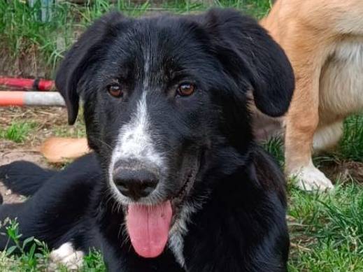 Vuoi adottare un cane a Napoli?