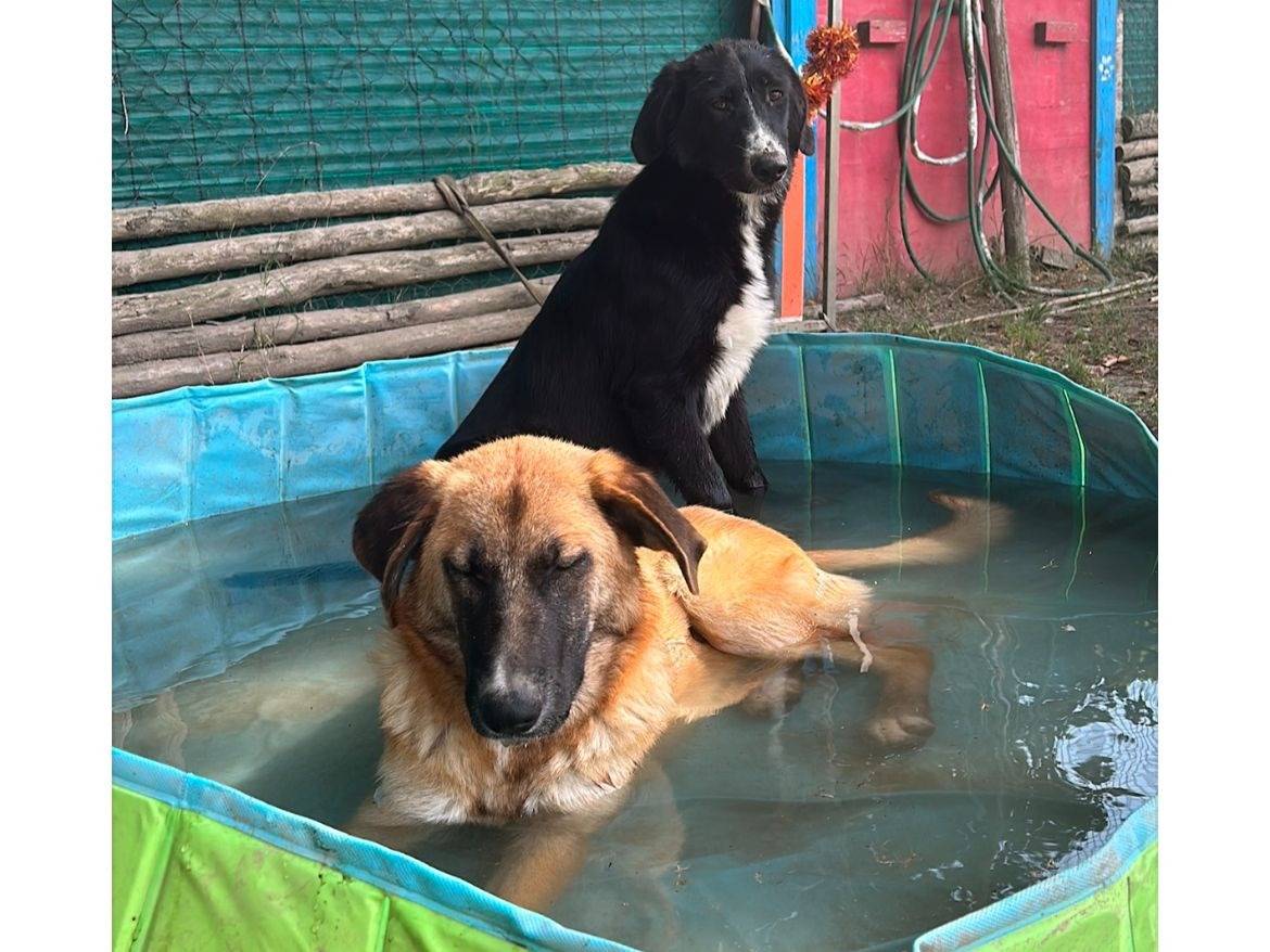 Adotta un cane, taglia media, femmina, Napoli