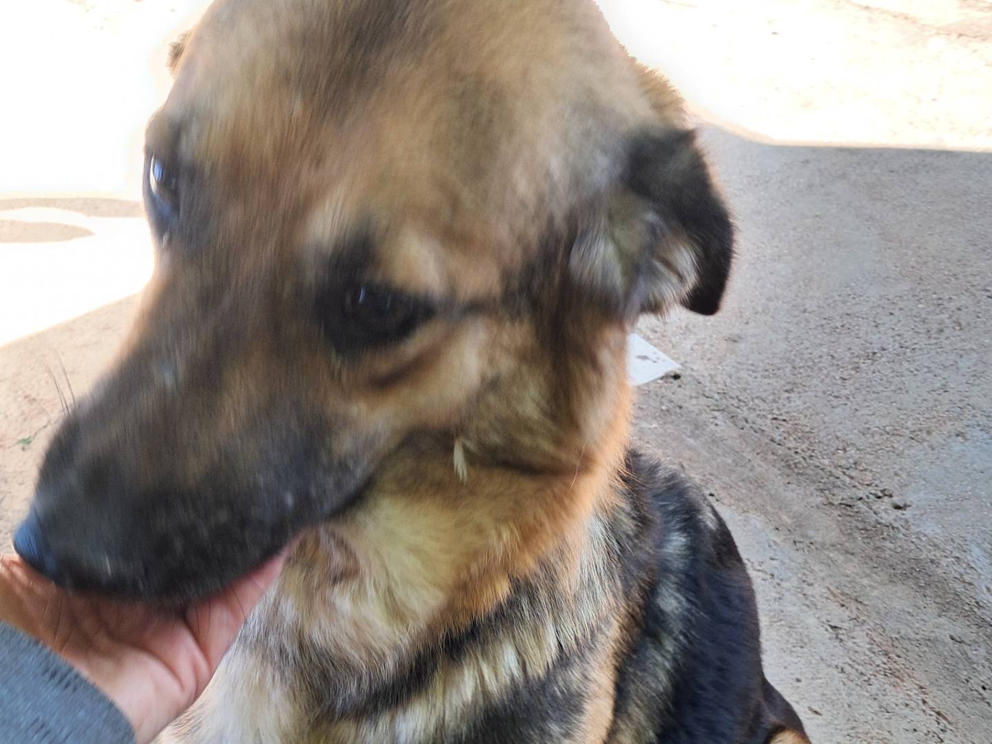 Adotta un cane, femmina, 3 anni  e 4 mesi , Caserta