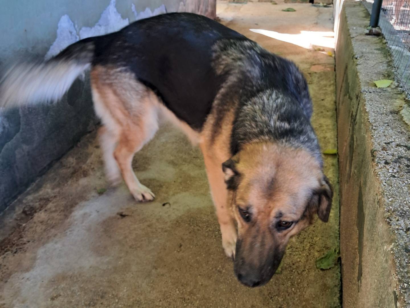 Adotta un cane, taglia grande, femmina, Caserta