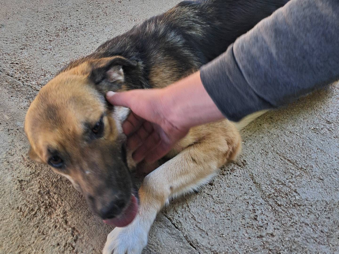 Adotta il cane NAILY a Caserta