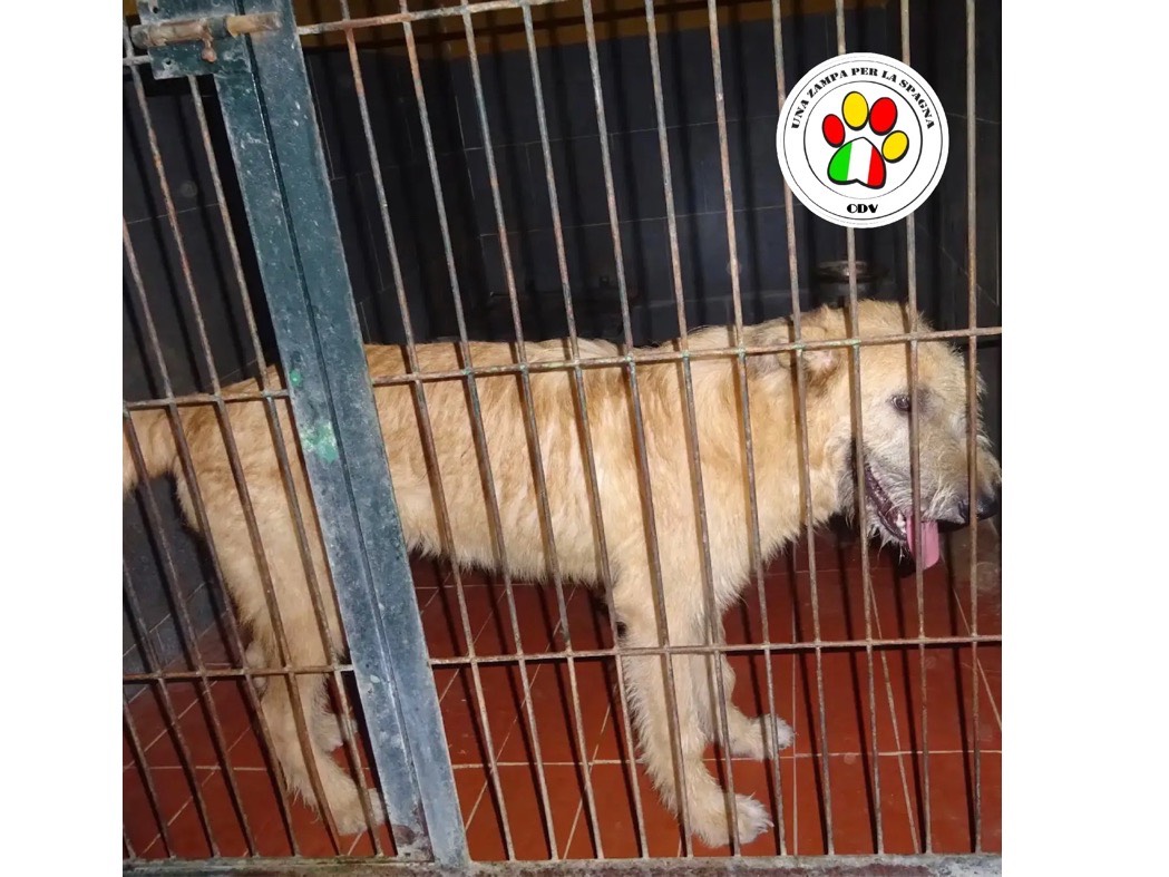 Adozione cane, maschio, Razza sconosciuta Razza sconosciuta, 4 anni  e 2 mesi , taglia media contenuta, Milano