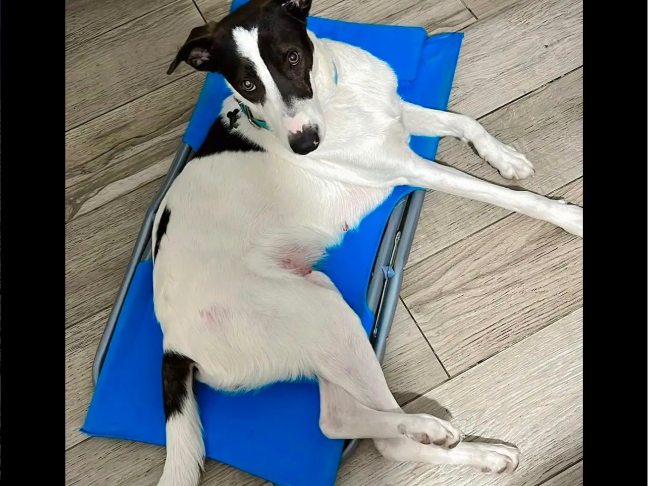 Adotta un cane, femmina, 1 anno e 5 mesi , Cosenza
